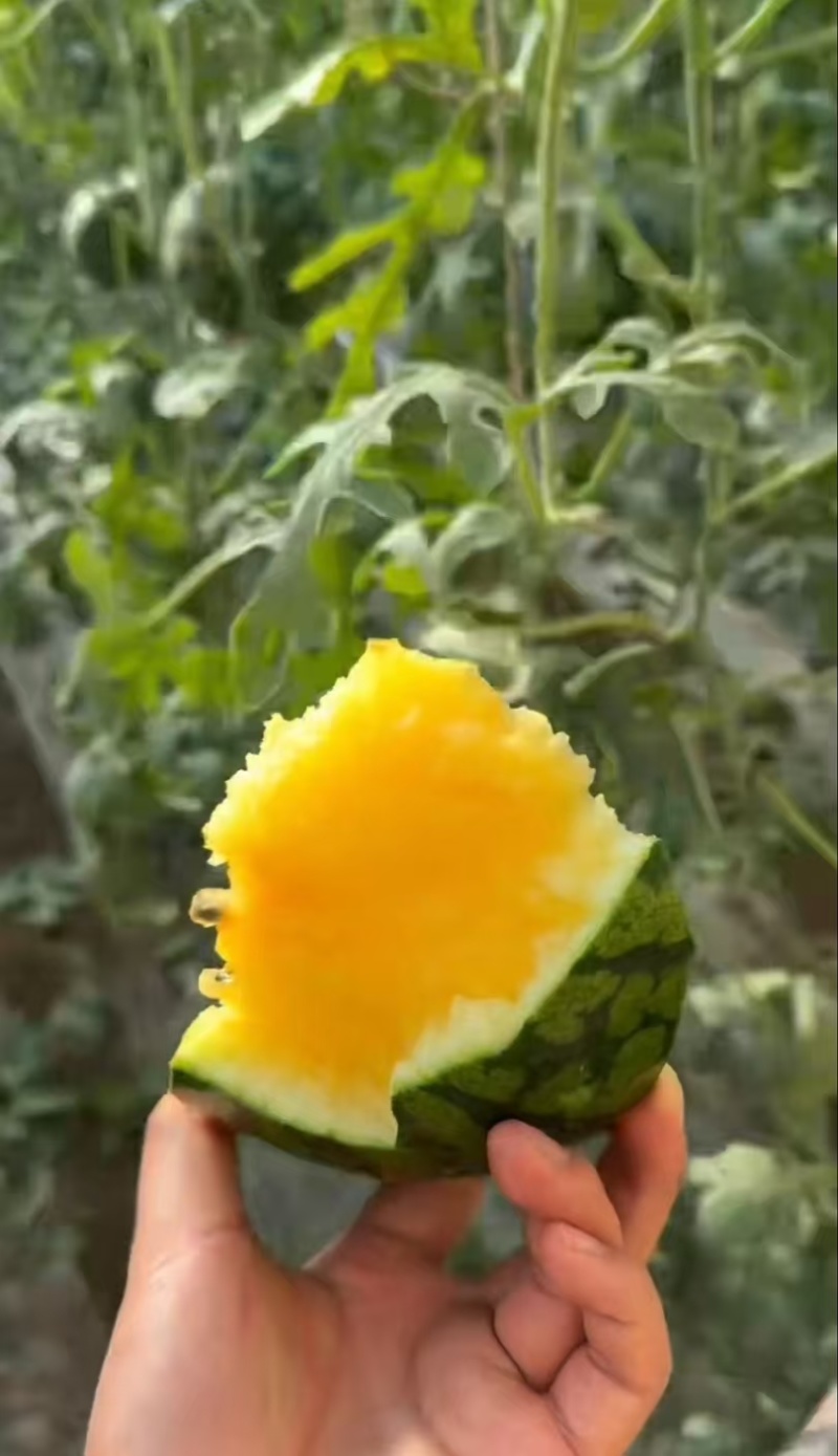 精品特小凤，产地一手货源，现摘现发，品质**，合作共赢