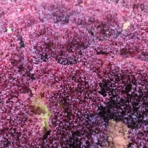 紫叶生菜种子耐热耐寒散叶生菜籽四季小青菜种籽易种四季蔬菜