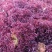 紫叶生菜种子耐热耐寒散叶生菜籽四季小青菜种籽易种四季蔬菜