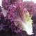 紫叶生菜种子耐热耐寒散叶生菜籽四季小青菜种籽易种四季蔬菜