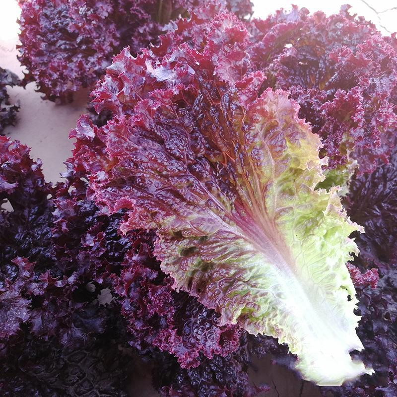 紫叶生菜种子耐热耐寒散叶生菜籽四季小青菜种籽易种四季蔬菜