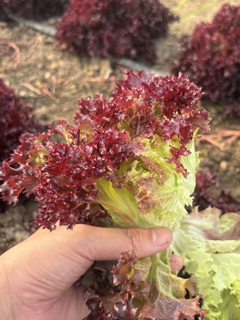 紫叶生菜种子耐热耐寒散叶生菜籽四季小青菜种籽易种四季蔬菜