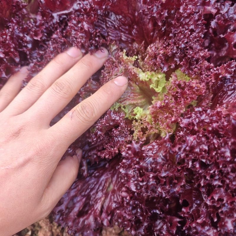 紫叶生菜种子耐热耐寒散叶生菜籽四季小青菜种籽易种四季蔬菜