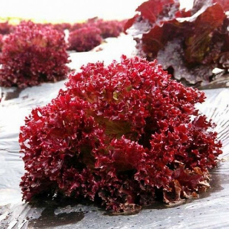 紫叶生菜种子耐热耐寒散叶生菜籽四季小青菜种籽易种四季蔬菜