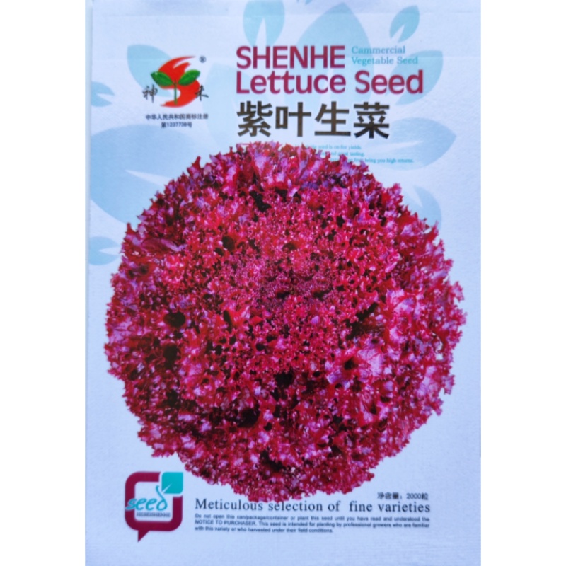 紫叶生菜种子耐热耐寒散叶生菜籽四季小青菜种籽易种四季蔬菜