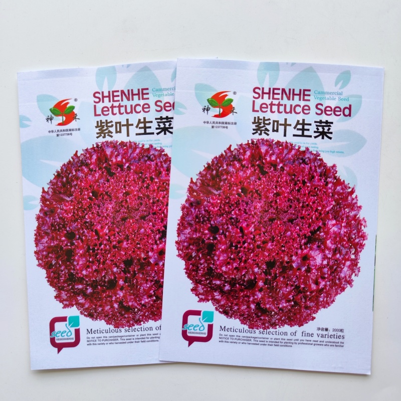紫叶生菜种子耐热耐寒散叶生菜籽四季小青菜种籽易种四季蔬菜