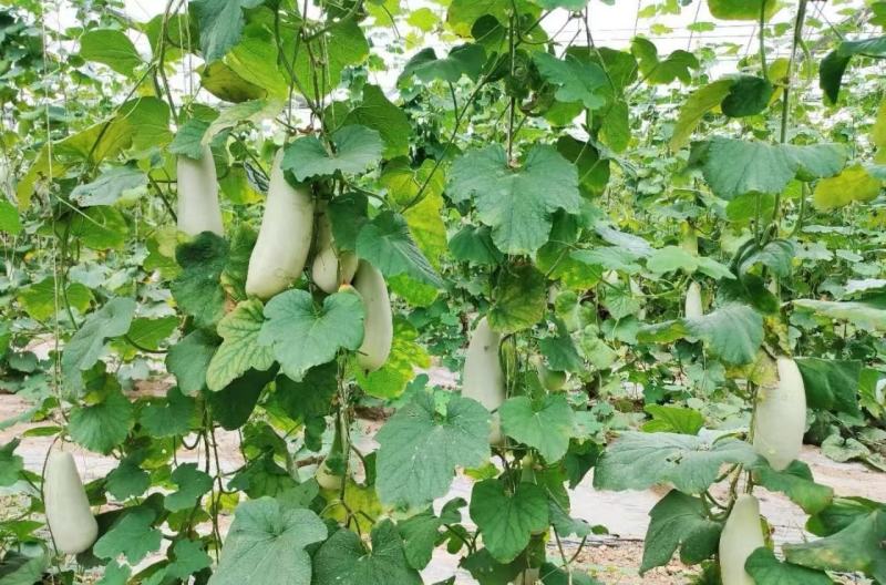 精品河南安阳博洋6大量供应，货源充足，量大从优，新鲜采摘