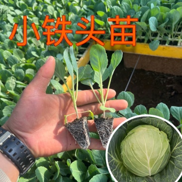 甘蓝苗，包菜苗，叶色浓绿，结球紧实，抗裂性强抗病