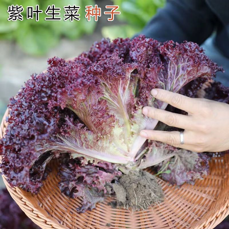 欧美紫翡翠生菜种子四季种植耐高温室外阳台生菜种子
