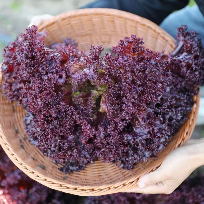 欧美紫翡翠生菜种子四季种植耐高温室外阳台生菜种子