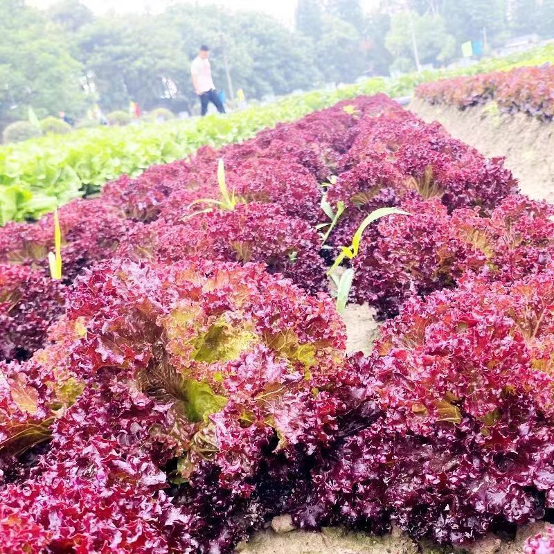 欧美紫翡翠生菜种子四季种植耐高温室外阳台生菜种子