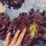 欧美紫翡翠生菜种子四季种植耐高温室外阳台生菜种子