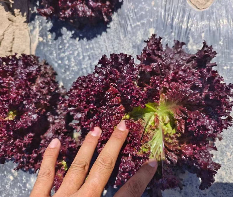 欧美紫翡翠生菜种子四季种植耐高温室外阳台生菜种子