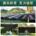 遮阳网加厚加密防晒网遮阴网遮阳太阳网隔热遮光植物户外农用