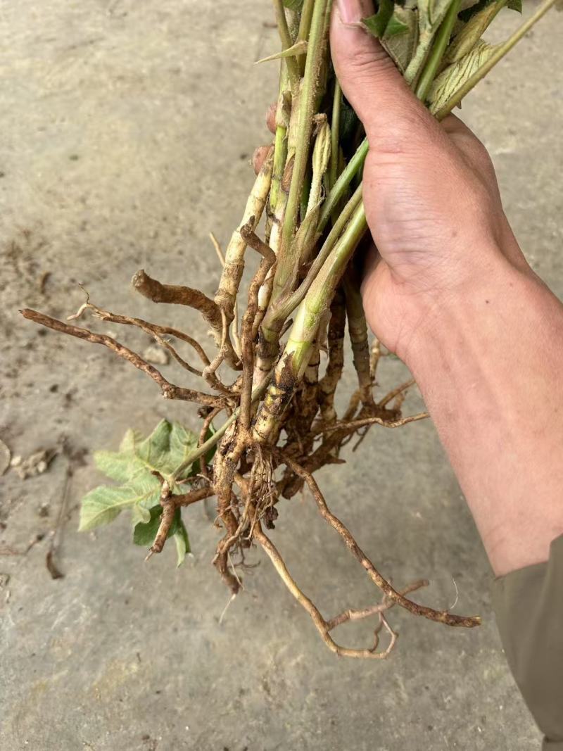 大通草苗大量供应四川产地直发，可视频验货，欢迎咨询。