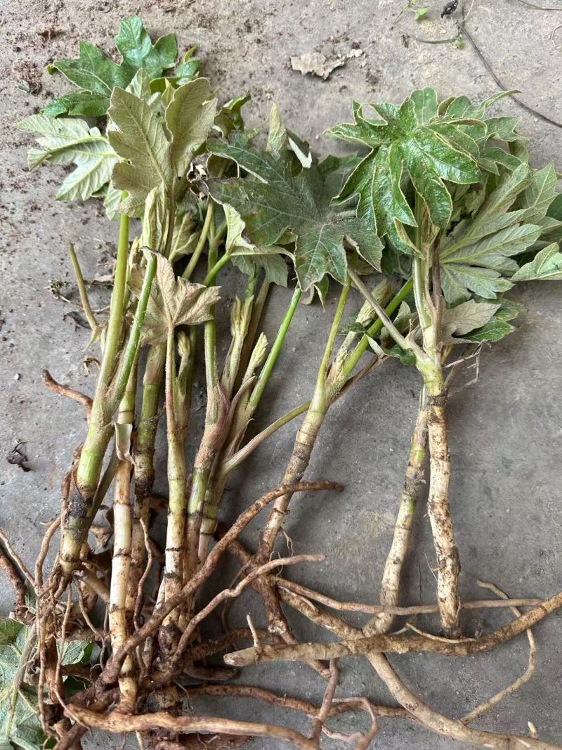 大通草苗大量供应四川产地直发，可视频验货，欢迎咨询。