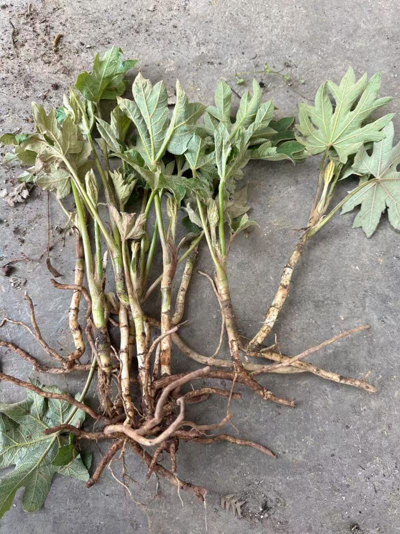 大通草苗大量供应四川产地直发，可视频验货，欢迎咨询。