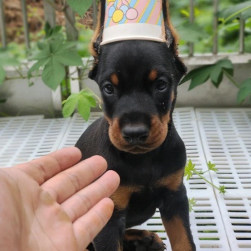 杜宾犬,犬界三大带刀侍卫之一,西装暴徒,非常霸气p