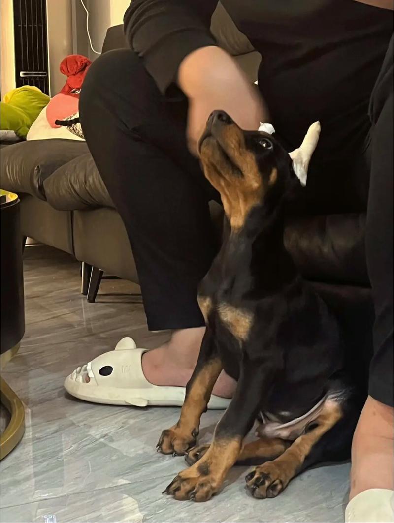 杜宾犬，犬界三大带刀侍卫之一，西装暴徒，非常霸气p
