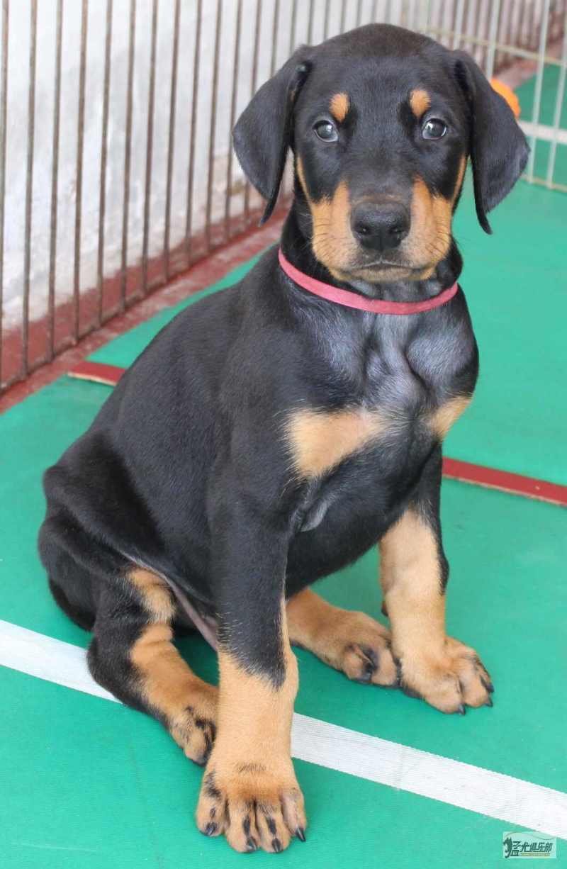 杜宾犬，犬界三大带刀侍卫之一，西装暴徒，非常霸气p