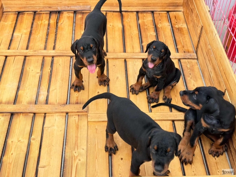 杜宾犬，犬界三大带刀侍卫之一，西装暴徒，非常霸气p