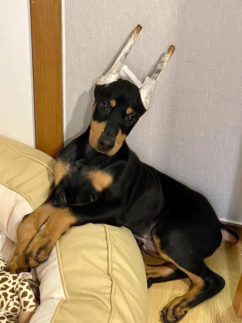 杜宾犬，犬界三大带刀侍卫之一，西装暴徒，非常霸气p