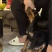 杜宾犬,犬界三大带刀侍卫之一,西装暴徒,非常霸气p
