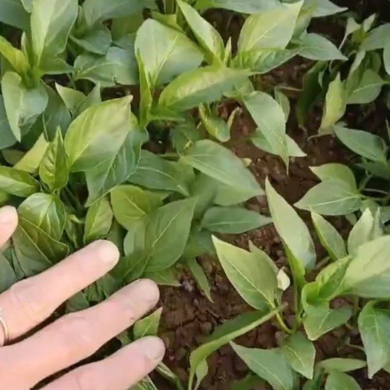 辣椒苗，螺丝椒苗，线椒苗，薄皮椒苗，朝天椒苗，黄皮椒苗