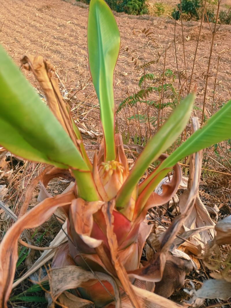 云南楚雄地涌金莲