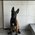 马犬幼犬，长大忠诚护主，狗狗聪明简单易训，护卫犬