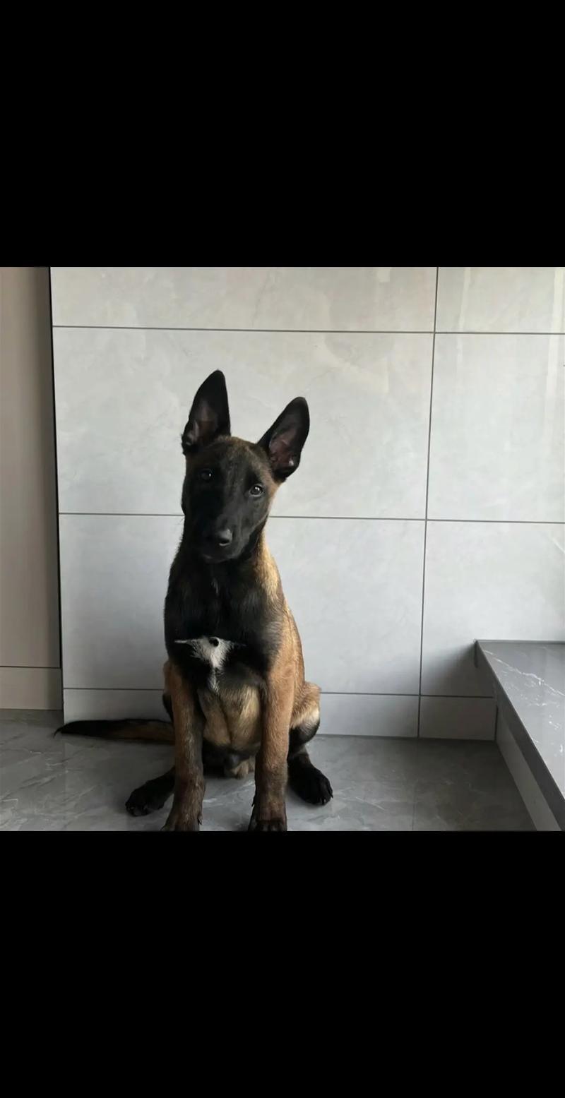 马犬幼犬，长大忠诚护主，狗狗聪明简单易训，护卫犬
