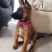 马犬幼犬，长大忠诚护主，狗狗聪明简单易训，护卫犬
