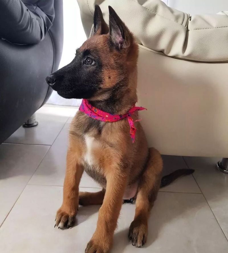 马犬幼犬，长大忠诚护主，狗狗聪明简单易训，护卫犬