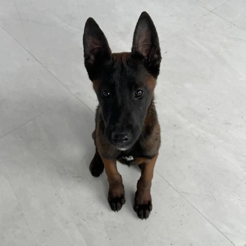 马犬幼犬，长大忠诚护主，狗狗聪明简单易训，护卫犬