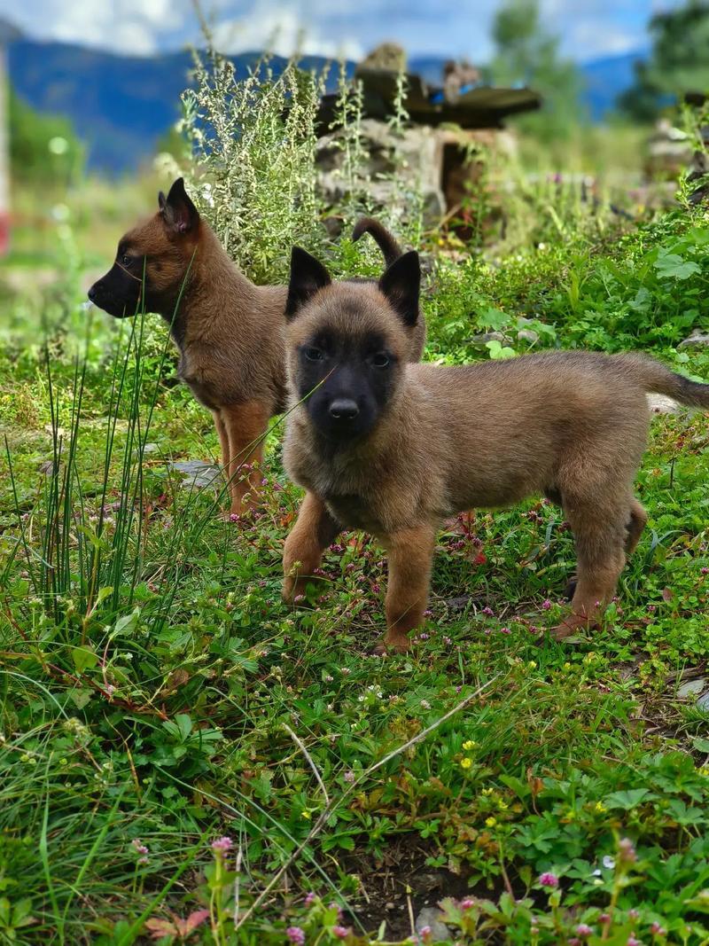 马犬幼犬，长大忠诚护主，狗狗聪明简单易训，护卫犬