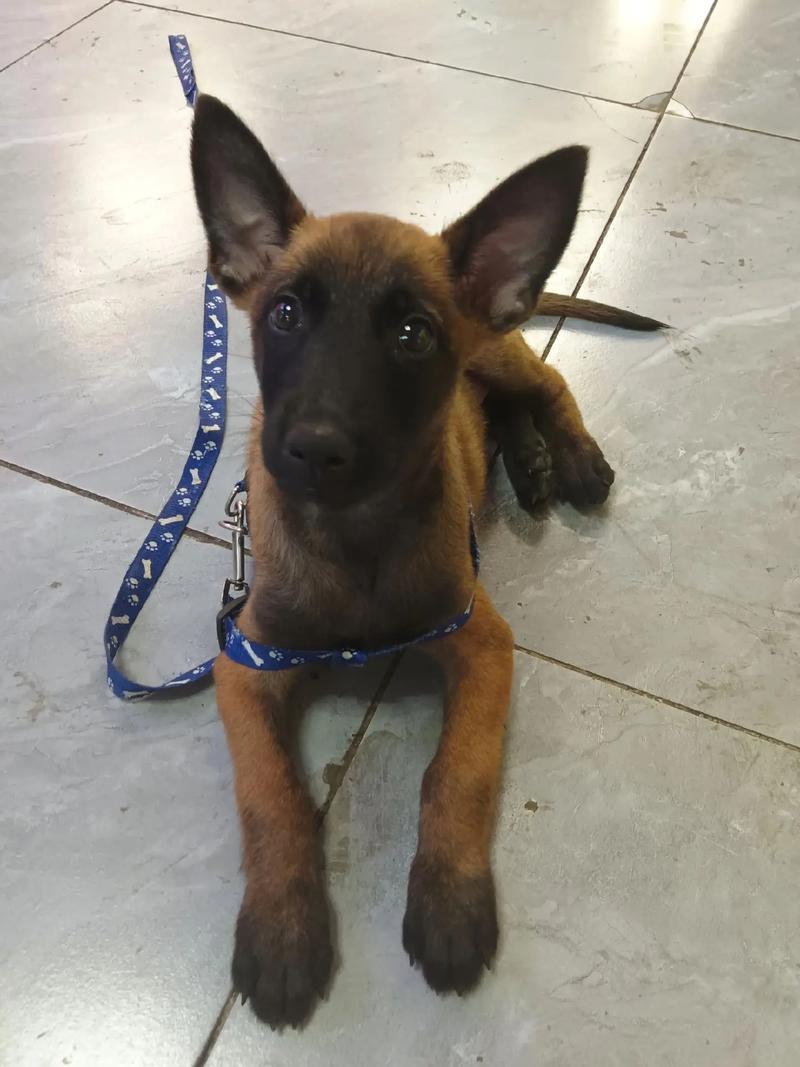 马犬幼犬，长大忠诚护主，狗狗聪明简单易训，护卫犬