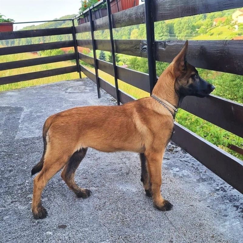 马犬幼犬，长大忠诚护主，狗狗聪明简单易训，护卫犬