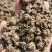 猫爪草2025年新鲜猫爪草上市了水洗哂干无泥土