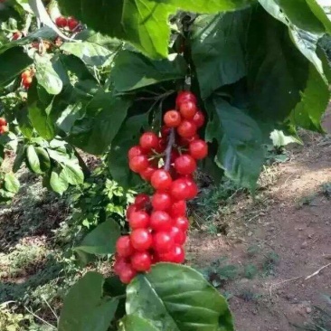 攀枝花米易樱桃