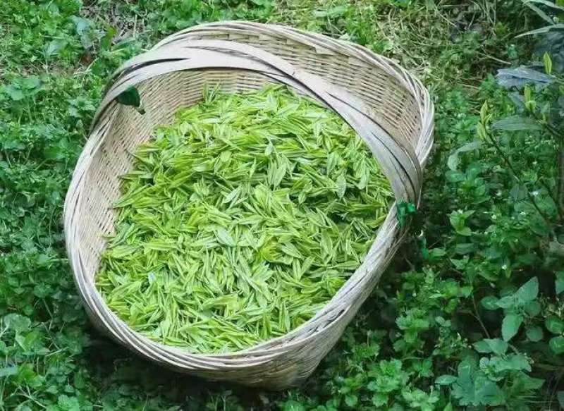 贵州特产石阡苔茶栗香色泽绿润口感醇厚营养丰富量大优惠