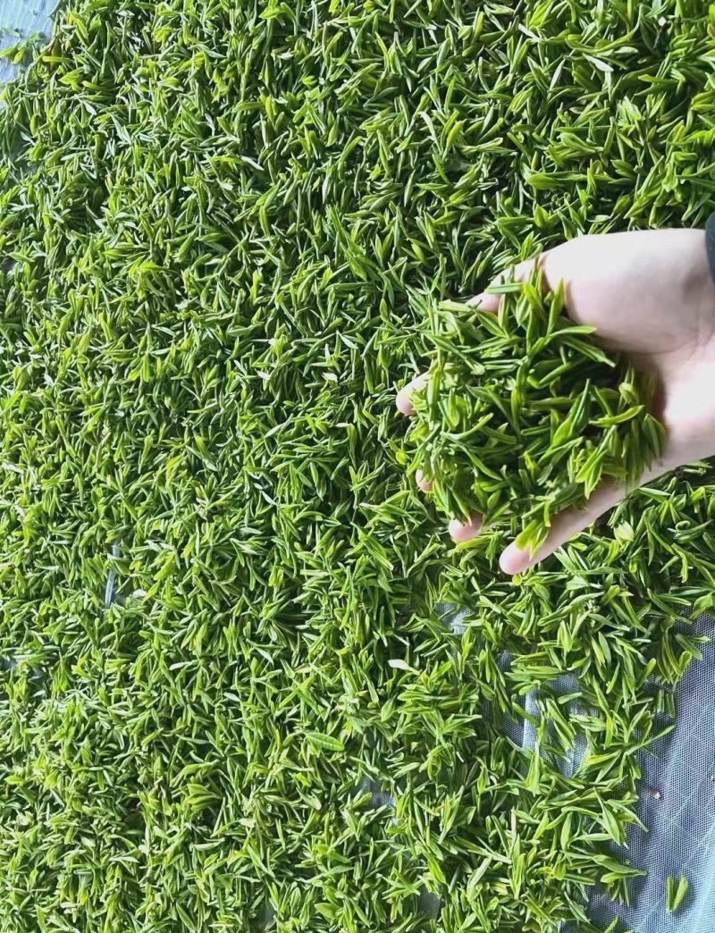 贵州特产石阡苔茶栗香色泽绿润口感醇厚营养丰富量大优惠