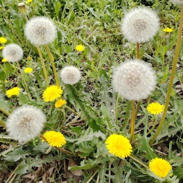 野生蒲公英种子的种籽种植婆婆丁浦公英四季盆栽食用蔬菜野菜