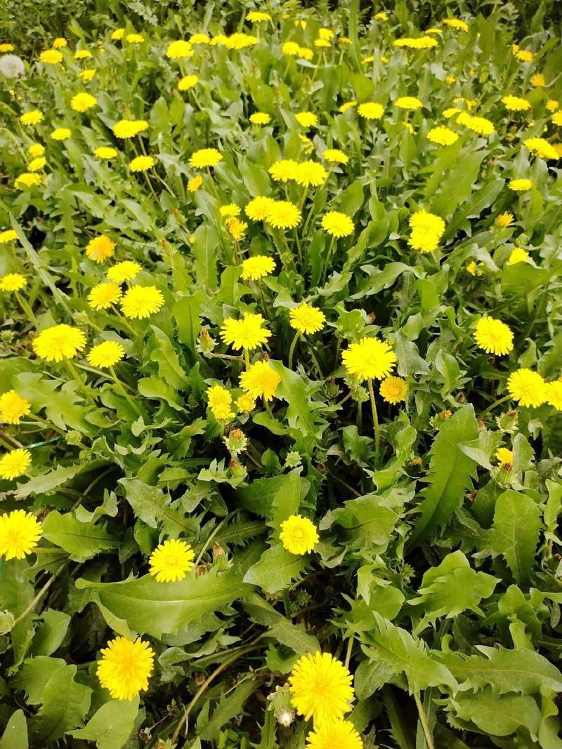 野生蒲公英种子的种籽种植婆婆丁浦公英四季盆栽食用蔬菜野菜