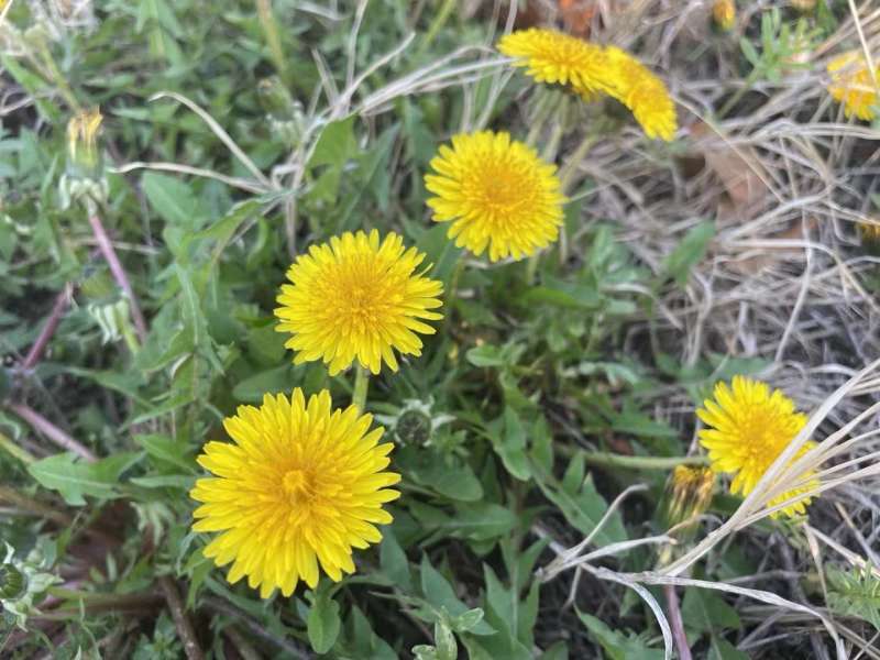 野生蒲公英种子的种籽种植婆婆丁浦公英四季盆栽食用蔬菜野菜