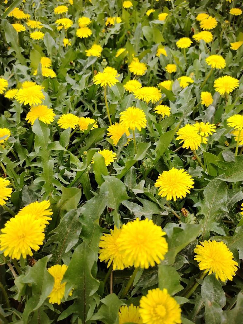 野生蒲公英种子的种籽种植婆婆丁浦公英四季盆栽食用蔬菜野菜