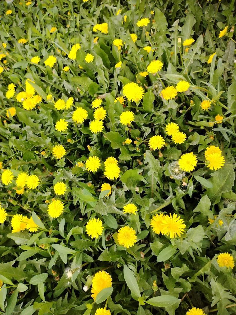 野生蒲公英种子的种籽种植婆婆丁浦公英四季盆栽食用蔬菜野菜