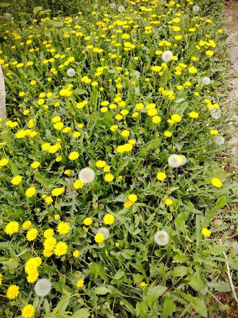 野生蒲公英种子的种籽种植婆婆丁浦公英四季盆栽食用蔬菜野菜