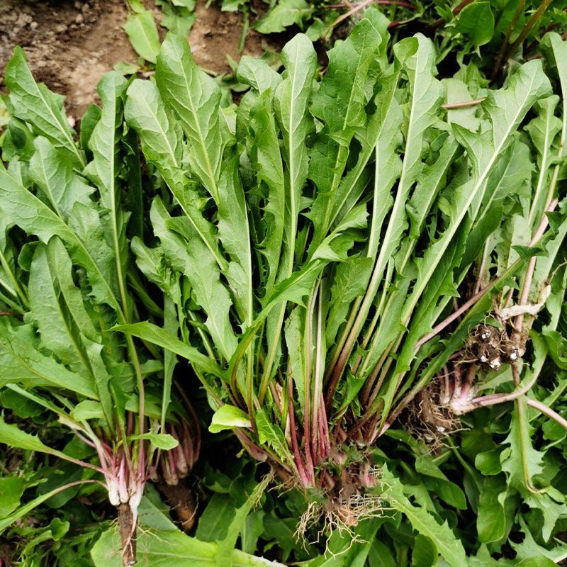 野生蒲公英种子的种籽种植婆婆丁浦公英四季盆栽食用蔬菜野菜