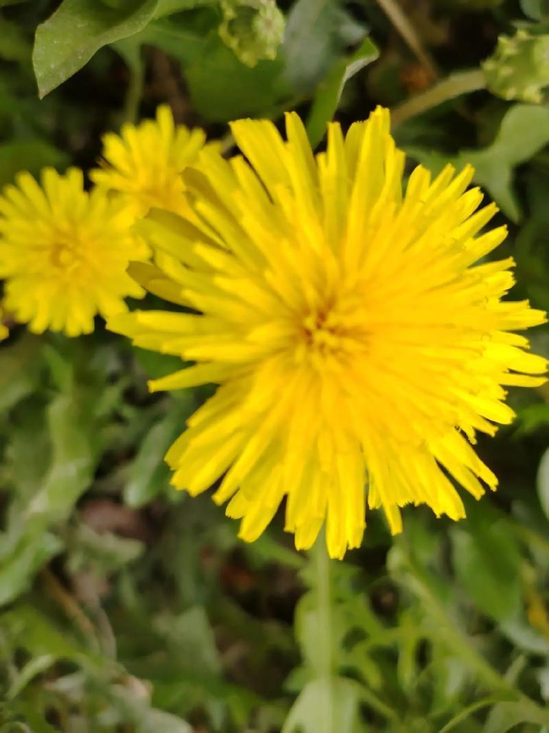 野生蒲公英种子的种籽种植婆婆丁浦公英四季盆栽食用蔬菜野菜