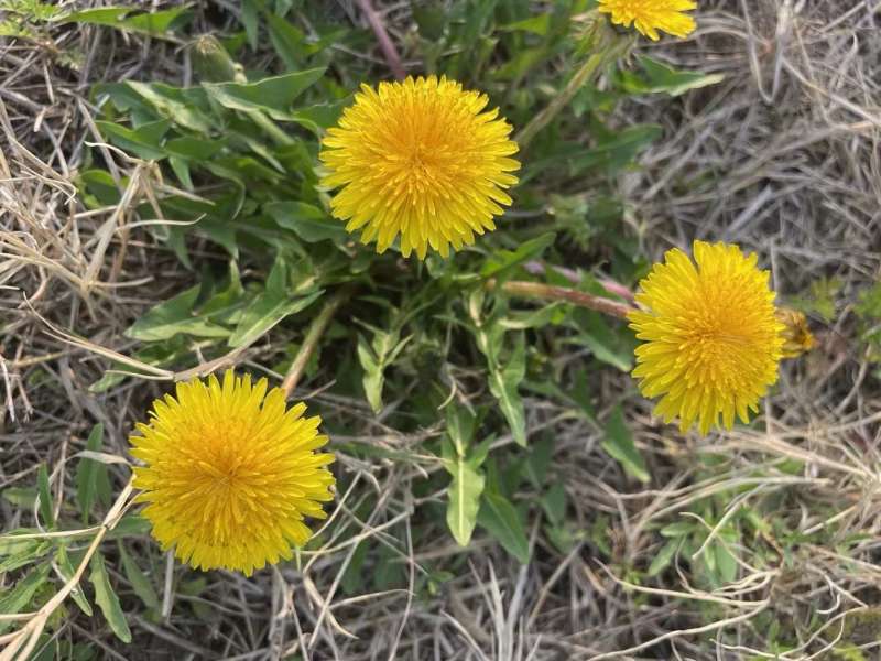 野生蒲公英种子的种籽种植婆婆丁浦公英四季盆栽食用蔬菜野菜
